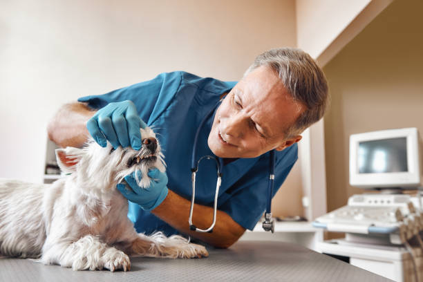 Best After-Hours Emergency Dentist in Weissport East, PA